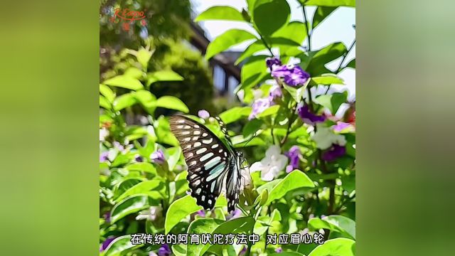 芳樟叶精油 | 来自东方的温柔守护者 寓意长寿 吉祥如意