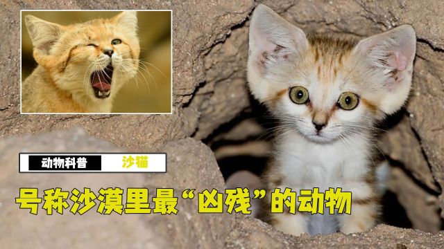 沙猫:唯一能在沙漠存活的猫,体型娇小却活成了小霸王