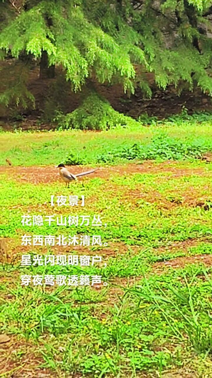 树绿万丛翠,莺歌千里传!#创作灵感 #大自然 #夜景 #高萍女士原创作品