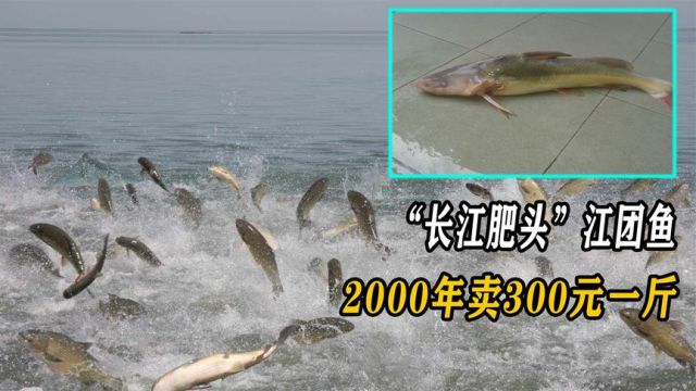 “长江肥头”江团鱼,2000年卖300元一斤,如今为何却降价了?