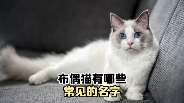 布偶猫,有哪些常见的名字