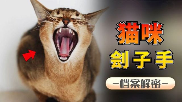 猎猫者为了保护动物,20年杀害1400只猫!猫做错了啥?