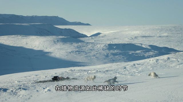 北极狼群纪录片 食物的极其稀缺,族群之间的残酷竞争,北极狼面临的艰难生存挑战0001