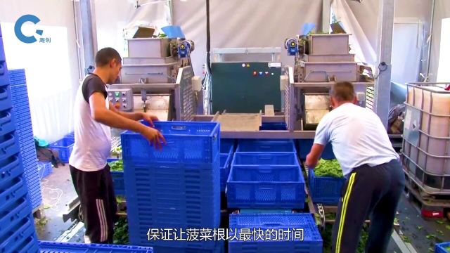 菠菜收割机智慧农业现代化农业农业科技