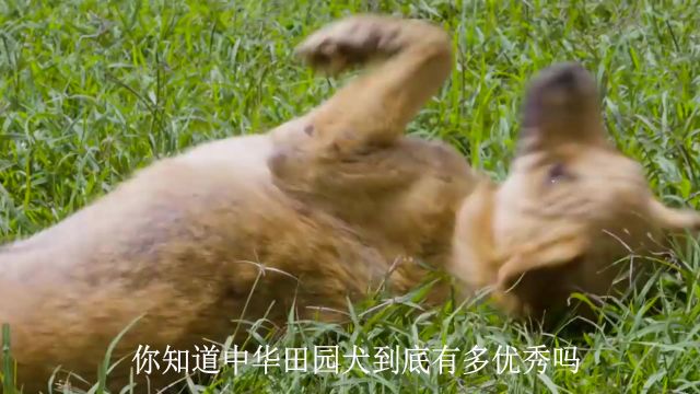 中华田园犬得罪了谁?明明非常优秀,为什么很多人瞧不起土狗?