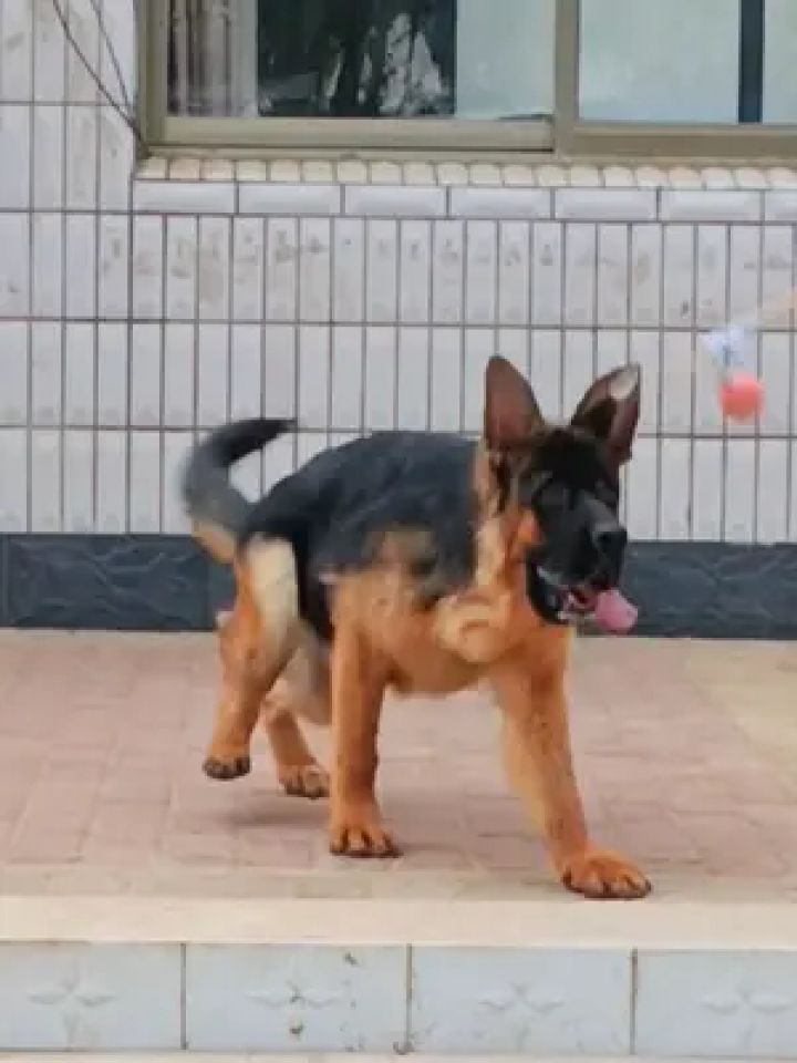 锤系德牧 #德牧犬 #养狗的乐趣 #锤系德牧幼犬 #德牧德牧