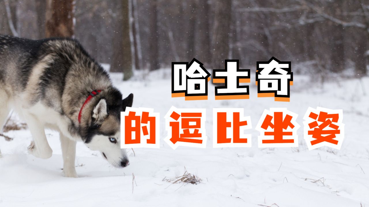 这是什么沙雕坐姿,这么大的哈士奇了,连坐都不会!