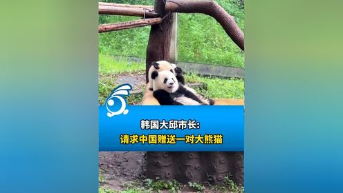 韩国大邱市长: 请求中国赠送一对大熊猫