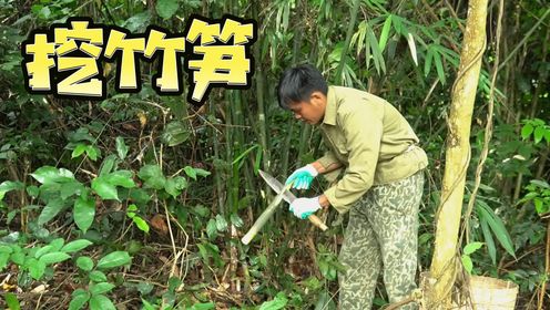 今天阿军全家出来挖竹笋,刚长出来的嫩笋,吃着特别清甜