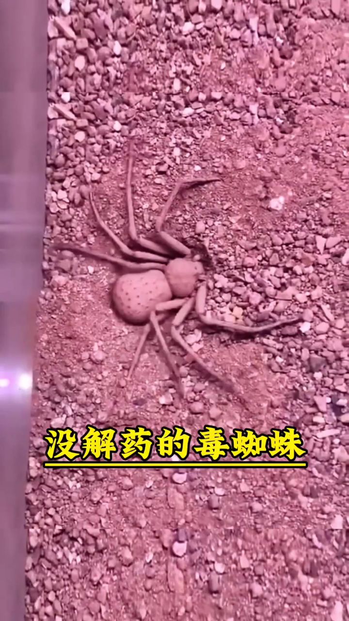 没解药的毒蜘蛛