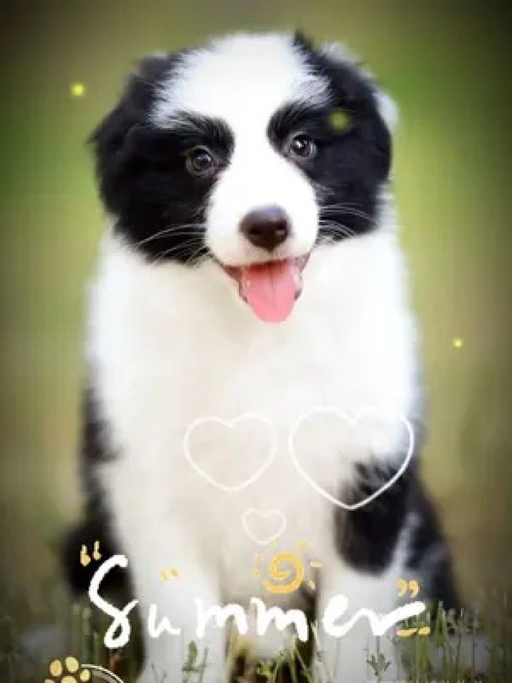 小边牧虽可爱但请在家长陪同下观看,因为它漏点了!