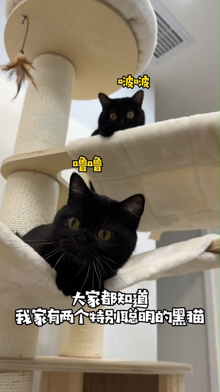 黑猫的隐身术今天被我破解了