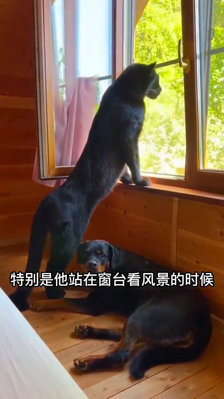 把黑豹当成狗养,是什么神仙体验