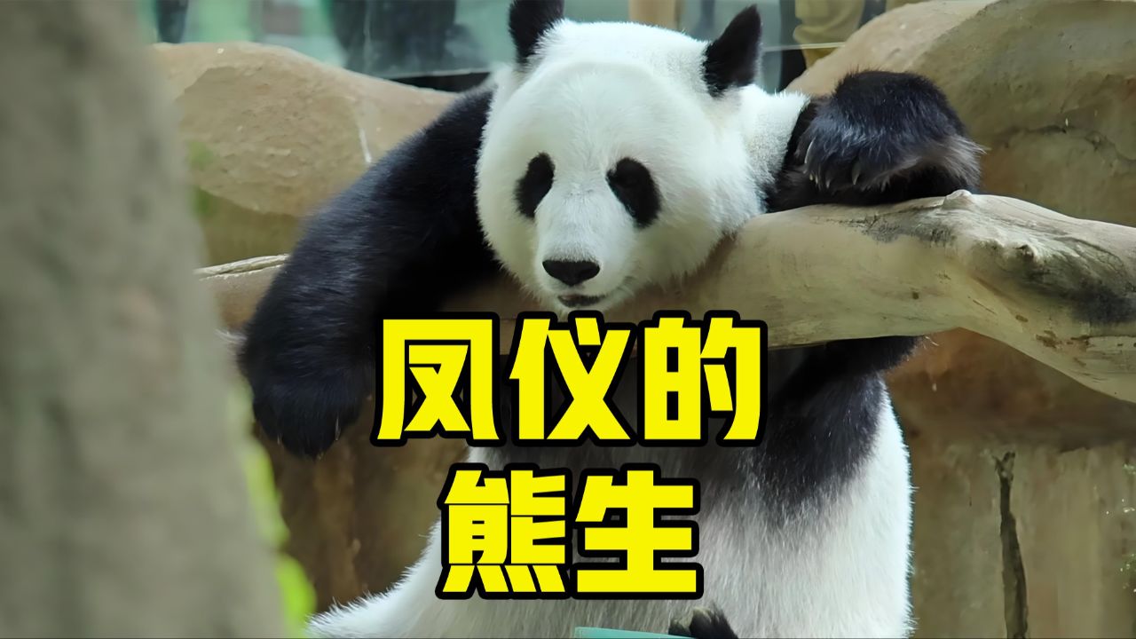 在马来细亚奶爸面前,凤仪没有领地意识