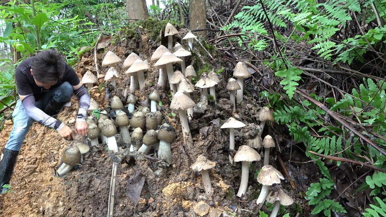 山林里的鸡枞菌真是多,小伙一会儿就找到几大窝,收获太棒了