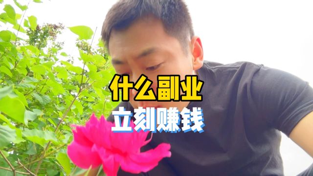 做什么副业立刻就赚钱