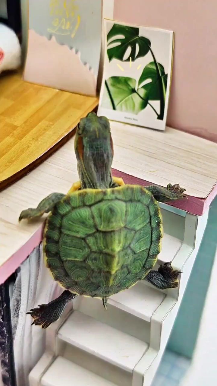 龟宠时代 #龟妈妈教小龟爬楼梯