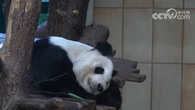 奥地利举办“动物仲夏夜”熊猫主题活动