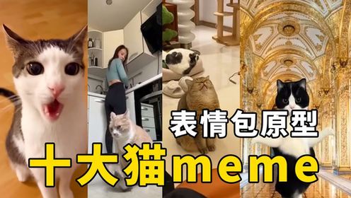 盘点全网最火的10大猫meme原型,快来看看你刷到过哪几个?#搞笑萌宠#搞笑表情#沙雕宠物_高清1080P在线观看平台_腾讯视频