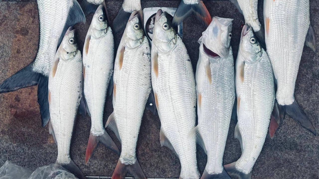 翘嘴鱼最喜欢的4种气味