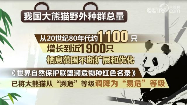 大熊猫学院招生,培养人才,为大熊猫保护工作提供有力支持