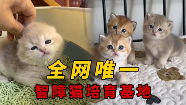 全网唯一“智障猫培育基地”,究竟傻到什么水平能得到官方认证?