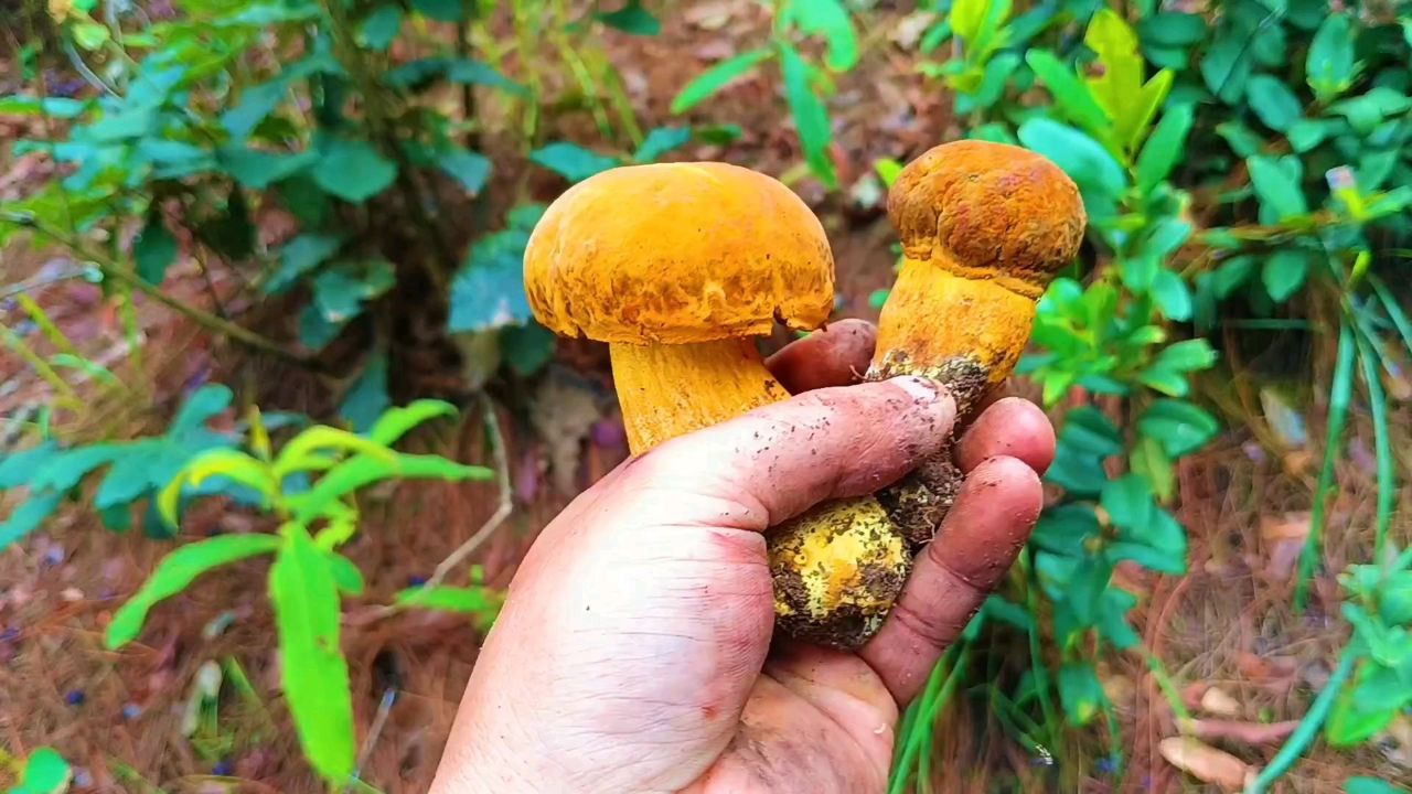 gourmet mushrooms