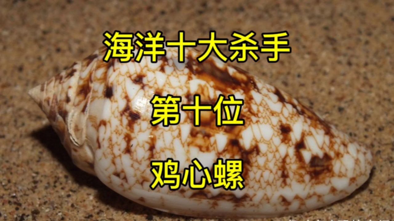 海洋十大杀手第十位,鸡心螺,带刺的小恶魔