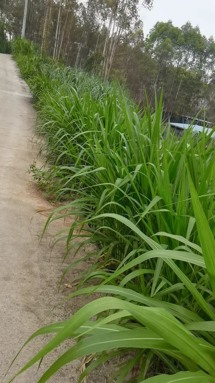 河南牧草种植图片