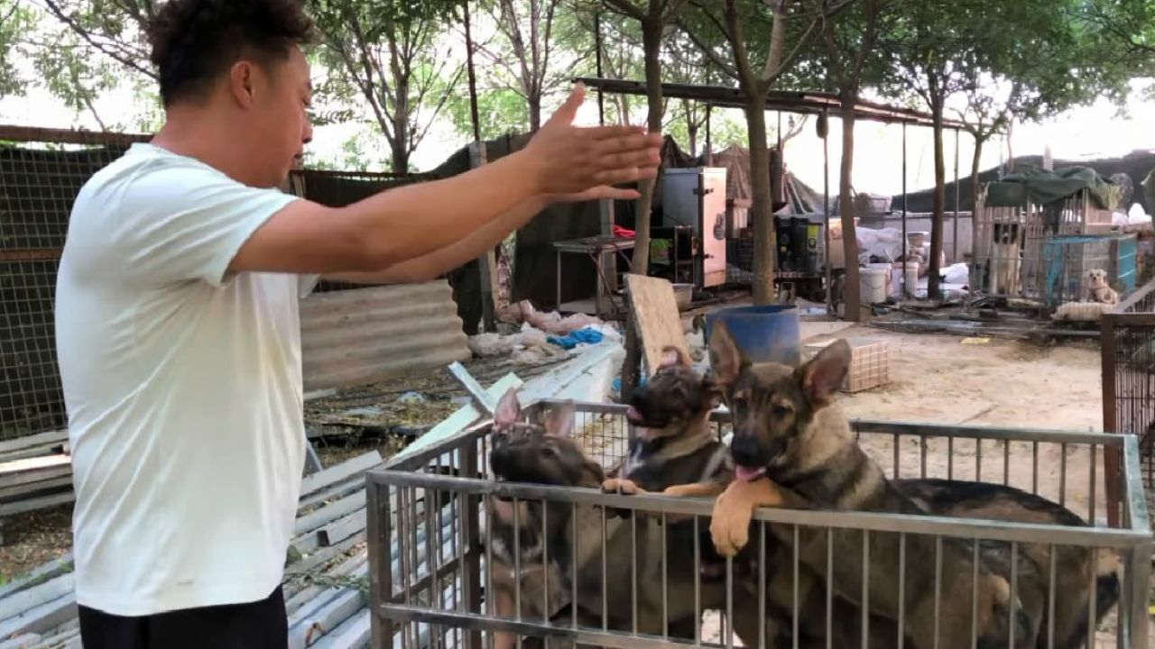 昆明狼犬价格及图片图片