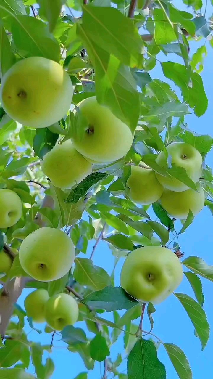 树上的青苹果