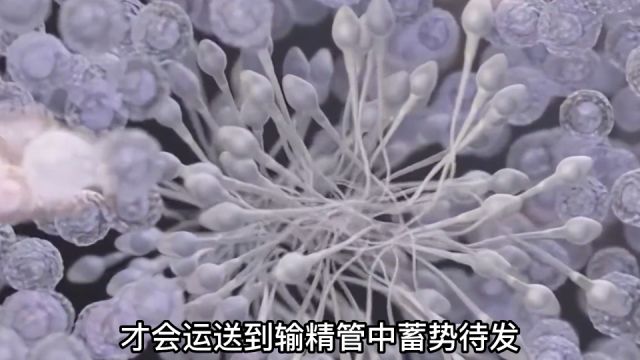 精子的进化,你了解多少呢?