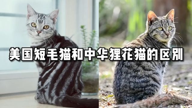 美国短毛猫和咱们中华狸花猫的区别,你知道几个?喵喵课代表