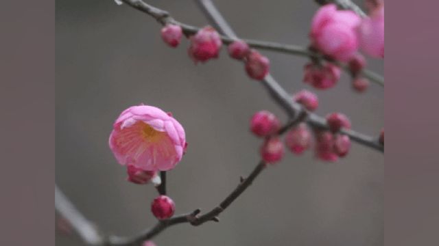 今日腊八,西湖孤山红梅已展露笑颜,探梅正当时