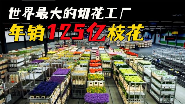 世界最大的鲜花交易市场,年销售量达125亿支,最畅销的是玫瑰与百合