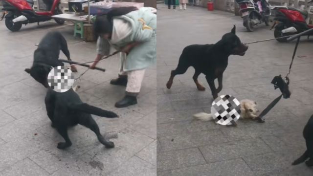 女子遛烈性犬未戴嘴套,导致小狗被不停撕咬,最后被活活咬死