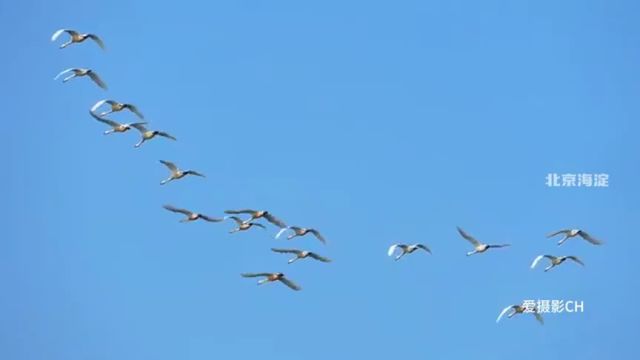 春日颐和园昆明湖变身天鹅湖