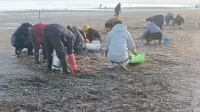 一夜大风过后烟台沙滩铺满蛏子,赶海市民瞬间海鲜自由,馋哭网友