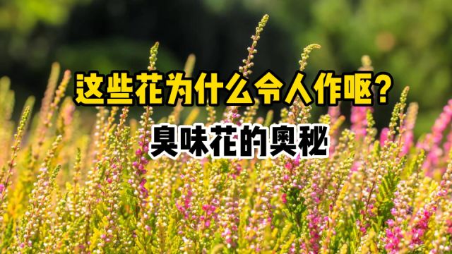 这些花为什么令人作呕?巨魔芋、石楠花等臭味花的奥秘