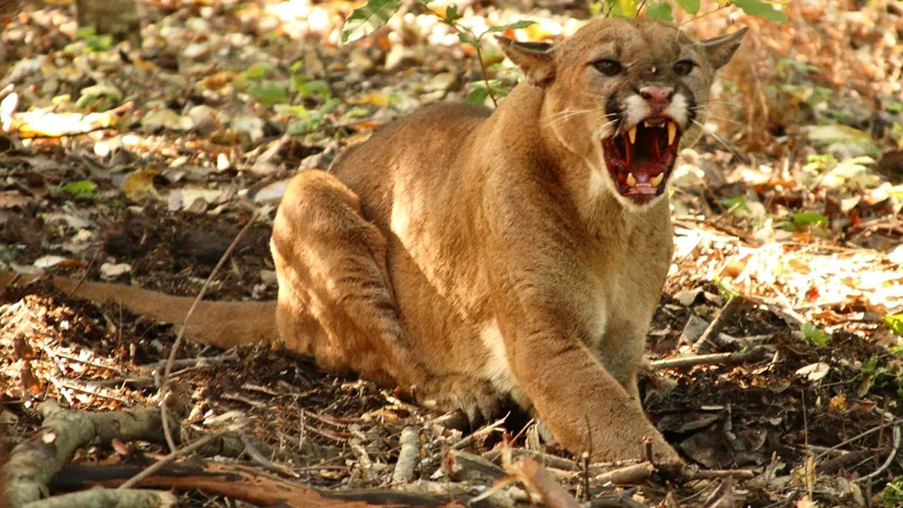 女子勇斗美洲狮救闺蜜,隐秘大猫鲜有伤人记录,主动攻击有原因