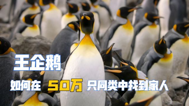 王企鹅如何在五十万只同类中找到家人