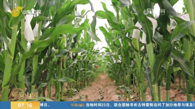 小麦玉米国家工程研究中心:突破卡脖子难题,5年育成新品种121个