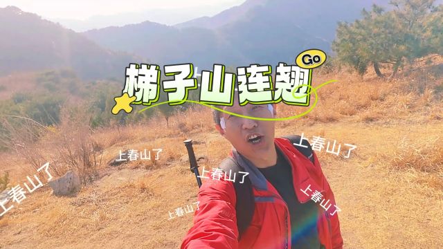 上春山丨济南梯子山,古井老树齐长城,连翘花开黄漫山