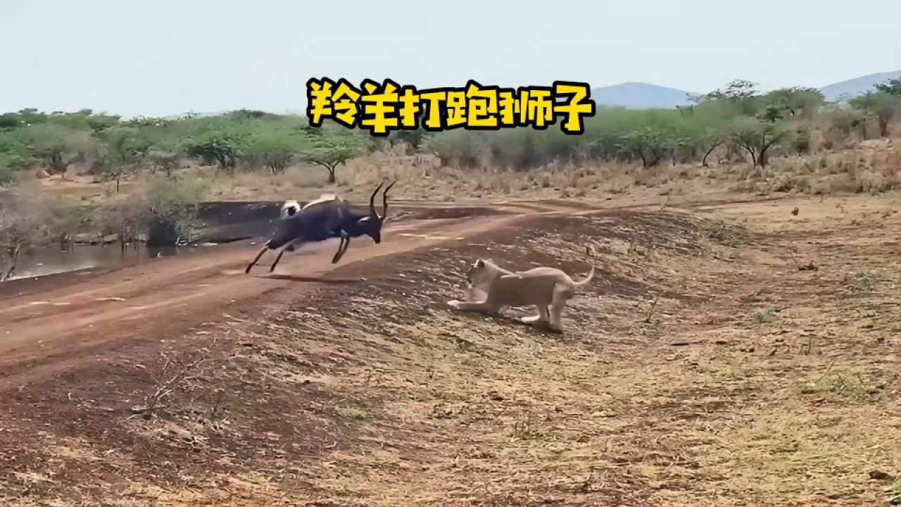 羚羊因为一只鳄鱼,打跑了狮子|纪录片