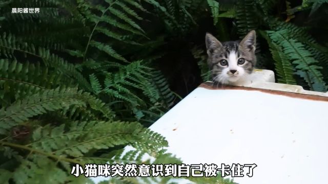 小猫咪贪玩被卡洗衣机里面,人类反而嘲笑它笨.