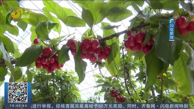 聊城茌平:打造现代生态循环农业示范园区,高质量发展现代农业