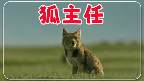 藏狐:天圆地方狐主任!动物世界搞笑解说藏狐传奇_高清1080P在线观看平台_腾讯视频