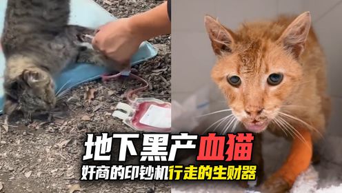 1毫升=120?血猫:5块钱的成本,换来2400的利润!_高清1080P在线观看平台_腾讯视频