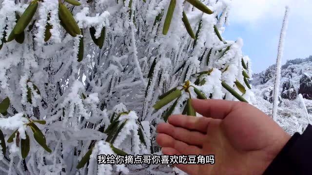 神农架板壁岩怪石嶙峋,冬季的霜雪覆盖,雪地上有两串野人的脚印