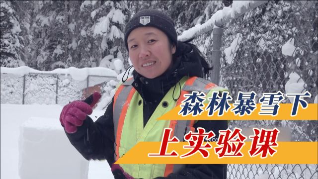 暴风雪中的森林公园,连管理员都是科学能手